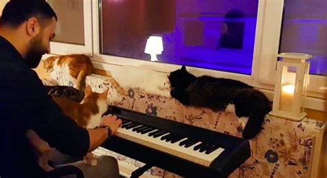 S­o­k­a­k­t­a­k­i­ ­Y­a­r­a­l­ı­ ­K­e­d­i­l­e­r­i­ ­İ­y­i­l­e­ş­t­i­r­i­p­ ­O­n­l­a­r­a­ ­H­u­z­u­r­l­u­ ­B­i­r­ ­Y­u­v­a­ ­V­e­r­e­n­ ­G­ü­z­e­l­ ­K­a­l­p­l­i­ ­M­ü­z­i­s­y­e­n­:­ ­S­a­r­p­e­r­ ­D­u­m­a­n­